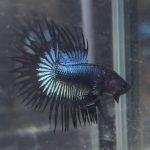 betta240