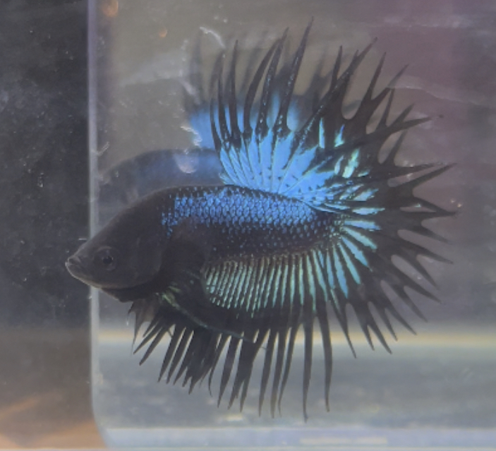 betta240