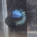 betta240