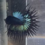 betta240