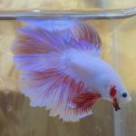 betta242