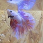 betta242