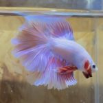 betta242
