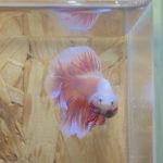 betta242