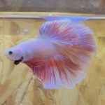 betta242