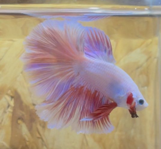 betta242