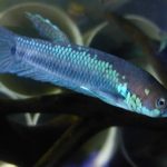 betta190