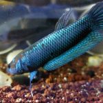 betta190