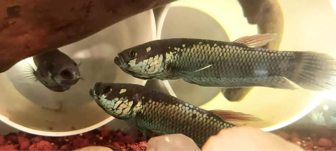 betta190