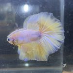 betta220