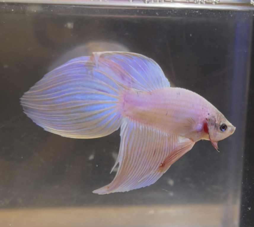 betta219