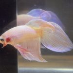 betta219