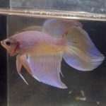 betta219