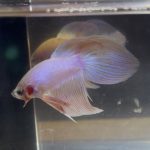 betta219