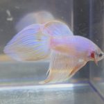 betta219
