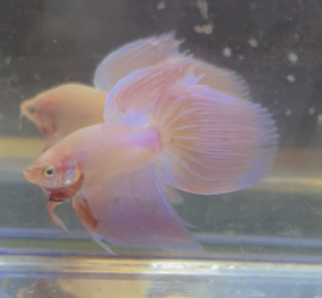 betta218