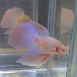 betta218