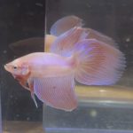 betta218