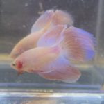 betta218