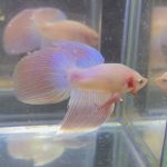 betta218