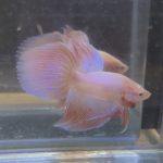 betta218
