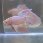 betta217
