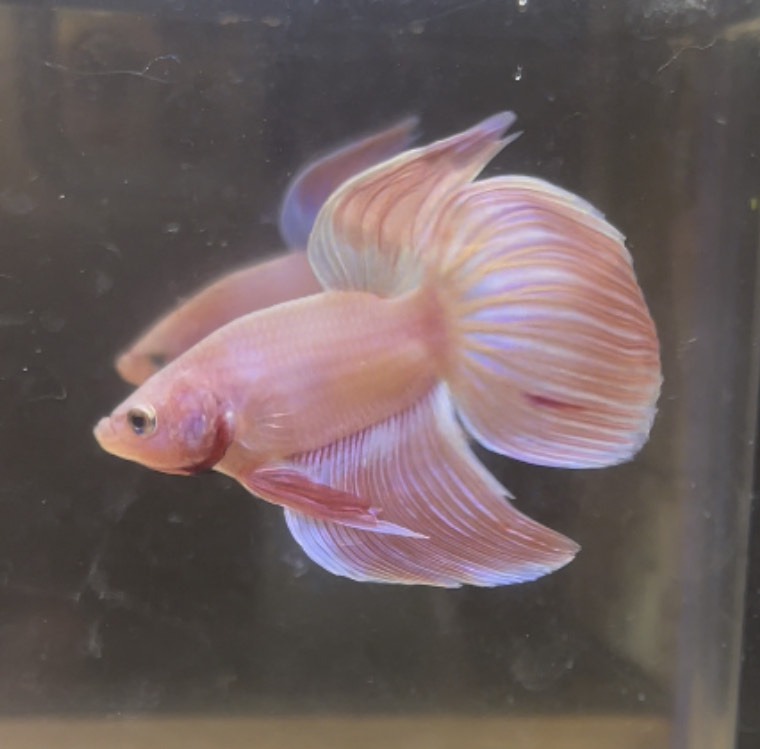 betta217