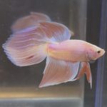 betta217