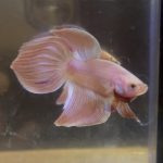 betta217