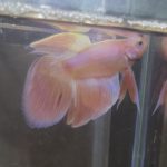 betta217
