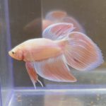 betta217