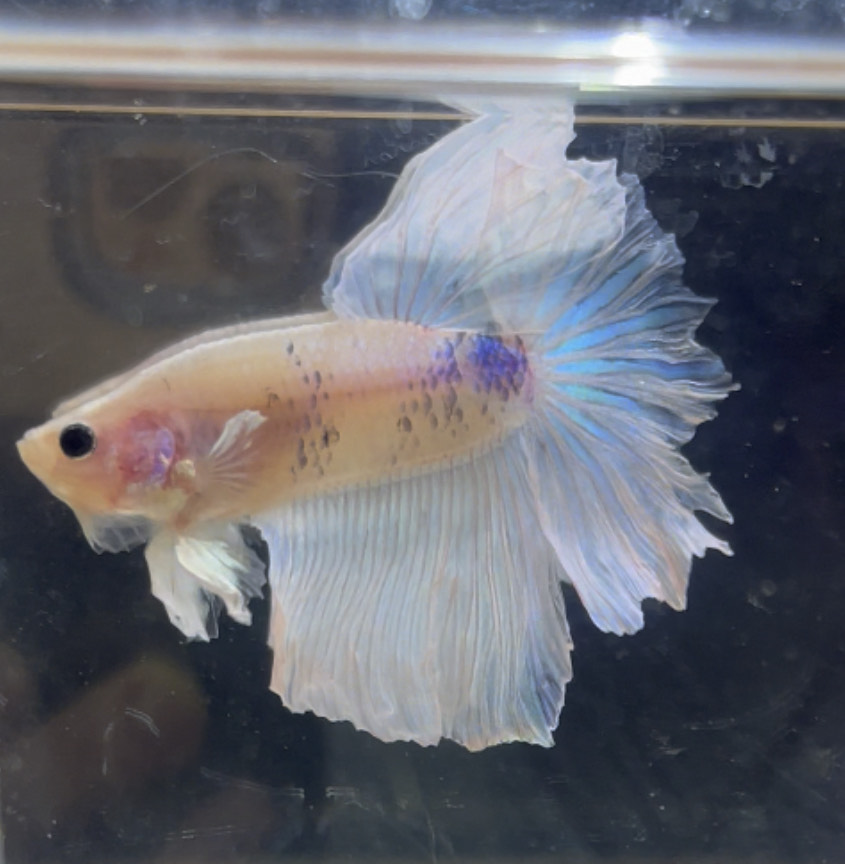 betta221