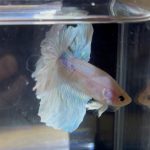 betta221