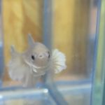 betta222