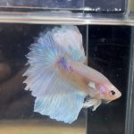 betta221