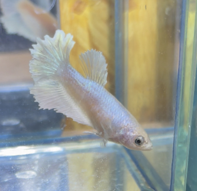 betta222