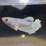 betta222