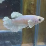 betta222
