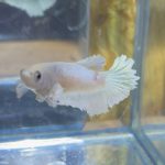 betta222