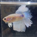 betta221