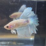 betta221