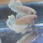 betta222