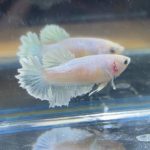 betta222