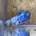 betta227