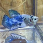 betta227