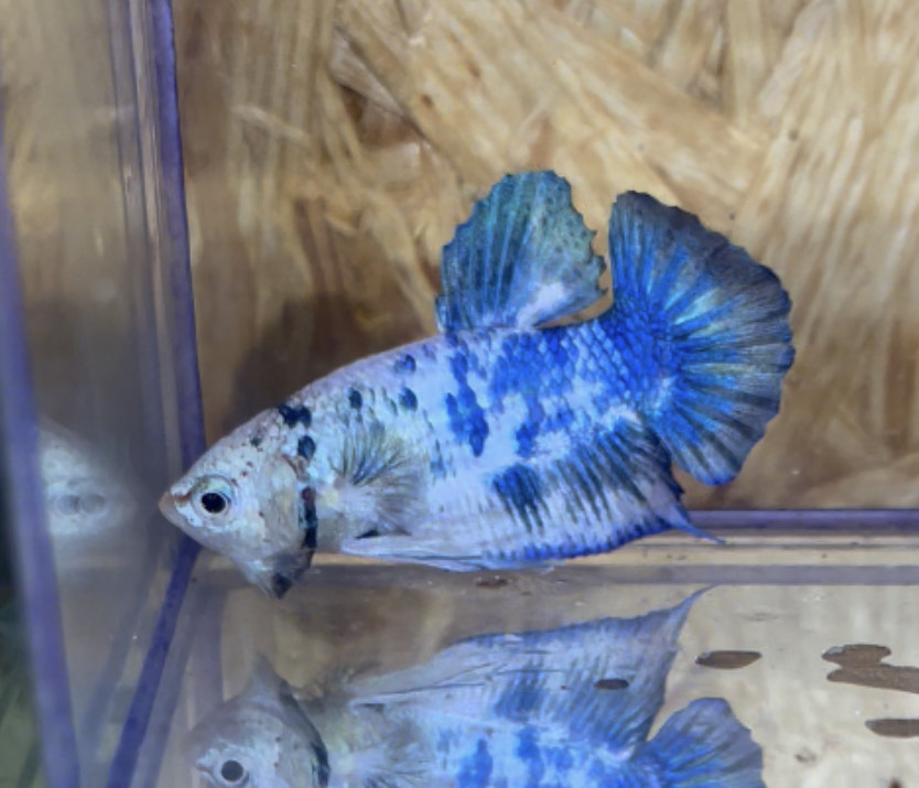 betta227