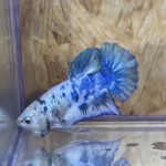 betta227