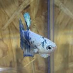 betta227
