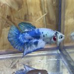 betta227