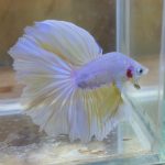 betta226